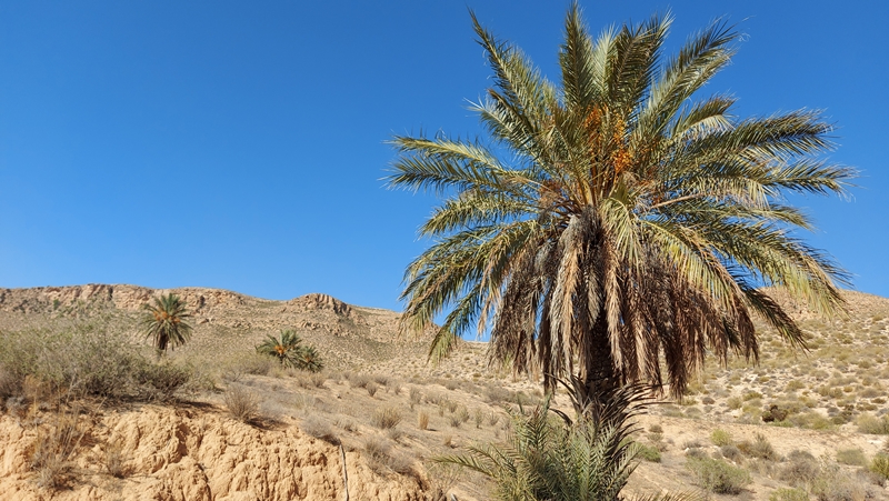 Toujane-Zmerten-3 Toujane-Zmerten